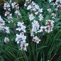 Libertia grandiflora